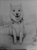 Retrato Canino - Shiba Inu