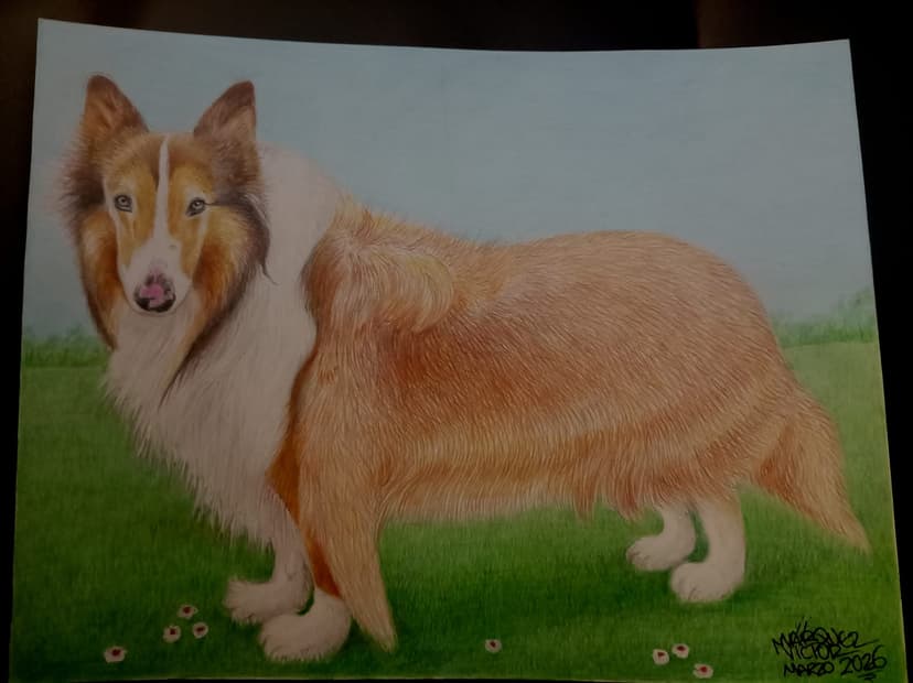 Collie Dorado